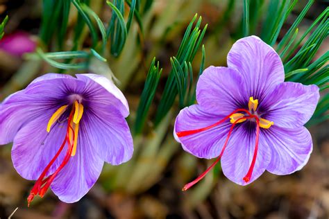 autumn flowering crocus bulbs uk|crocus autumn sativus.